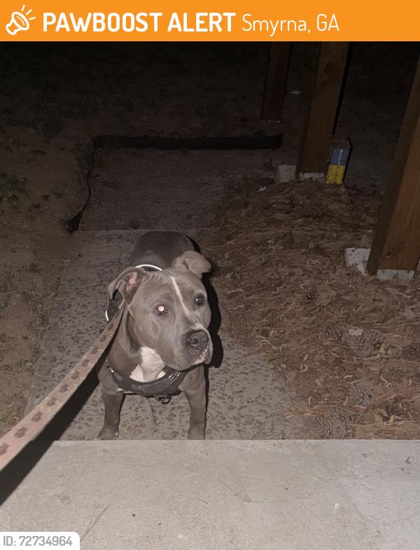 Found/Stray Male Dog last seen Hillside Rd, Smyrna, GA 30080
