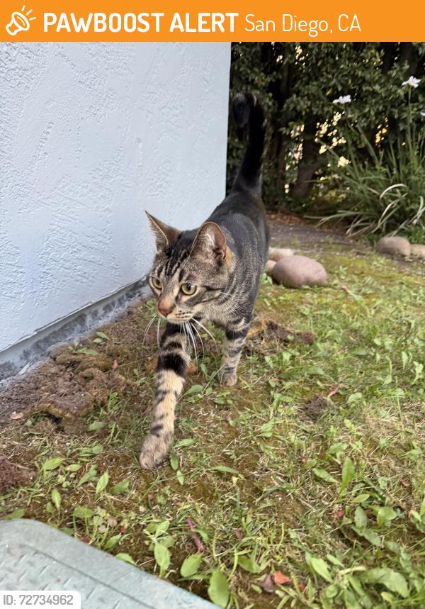Found/Stray Unknown Cat last seen Tie st, San Diego, CA 92105
