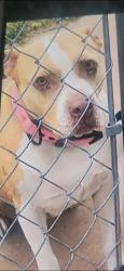 Found/Stray Female Dog last seen 26th & L , Lubbock, TX 79411