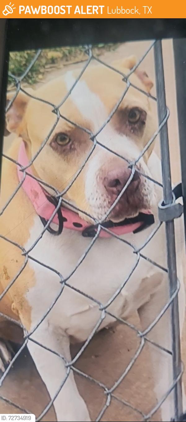 Found/Stray Female Dog last seen 26th & L , Lubbock, TX 79411