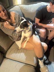 Found/Stray Unknown Dog last seen Kirkham, Webster Groves, MO 63119