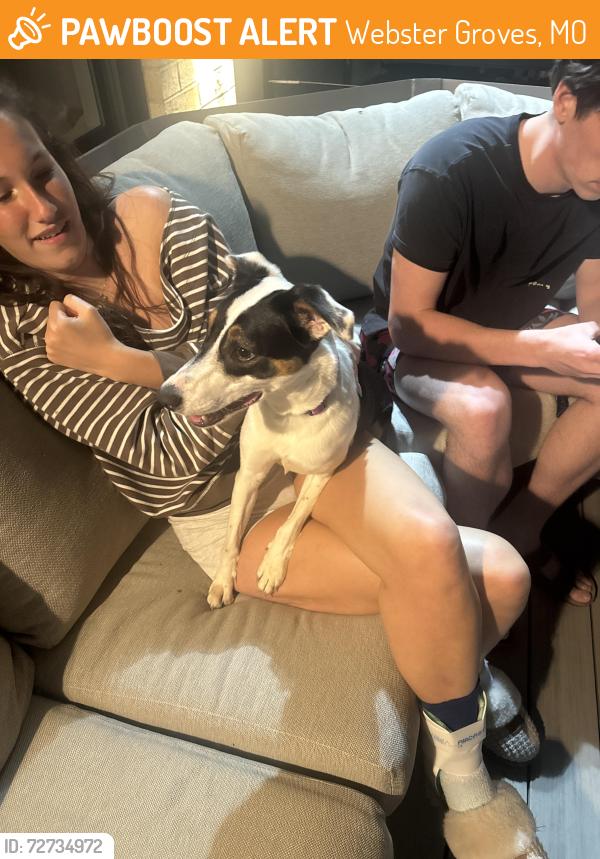 Found/Stray Unknown Dog last seen Kirkham, Webster Groves, MO 63119