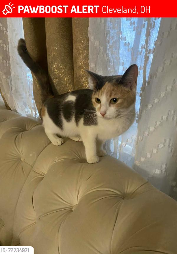 Lost Female Cat last seen West 135 Cleveland Ohio , Cleveland, OH 44111