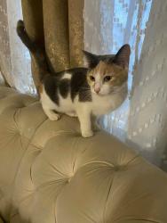 Lost Female Cat last seen West 135 Cleveland Ohio , Cleveland, OH 44111