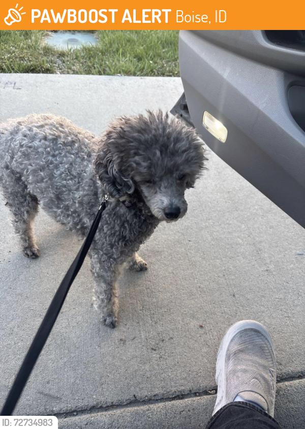 Found/Stray Male Dog last seen Eagle & Pine, Boise, ID 83703