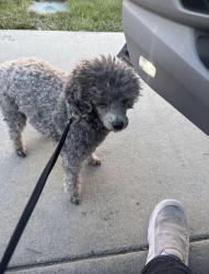 Found/Stray Male Dog last seen Eagle & Pine, Boise, ID 83703