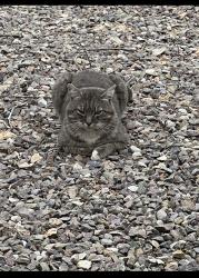 Found/Stray Male Cat last seen Arcadia, Vista, CA 92083