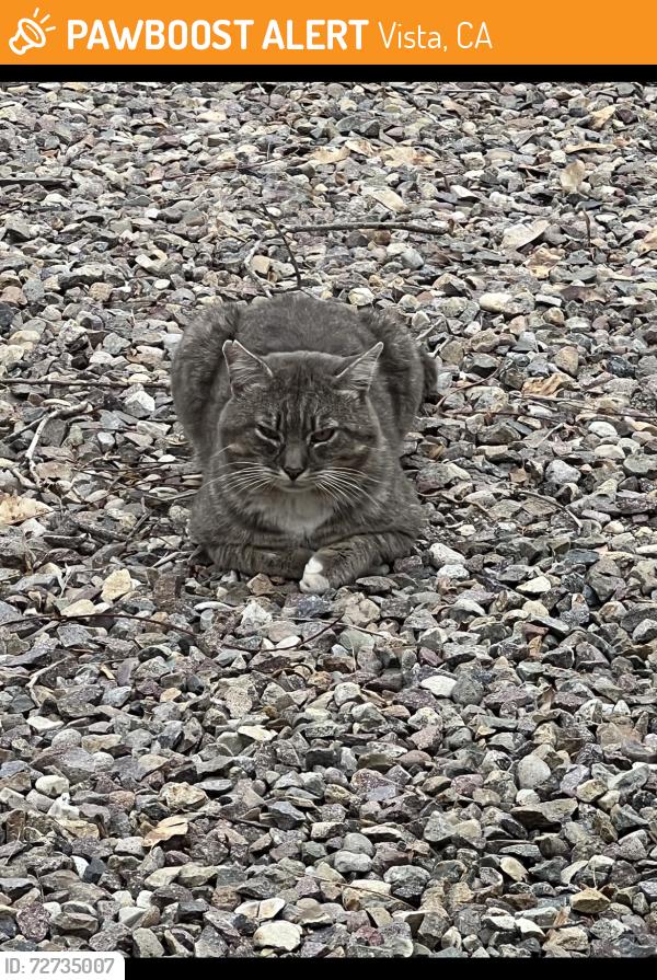 Found/Stray Male Cat last seen Arcadia, Vista, CA 92083