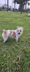 Found/Stray Male Dog last seen South Park (south central) , Los Angeles, CA 90011