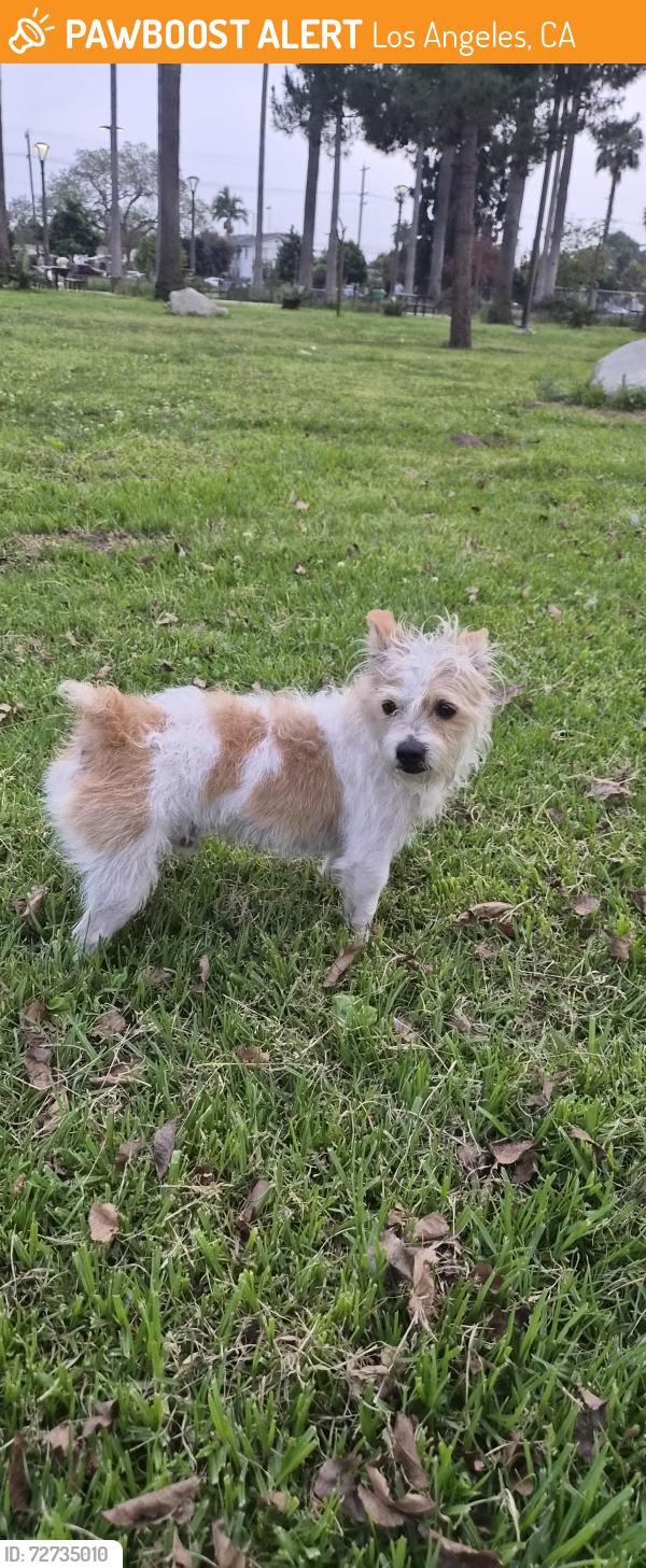 Found/Stray Male Dog last seen South Park (south central) , Los Angeles, CA 90011