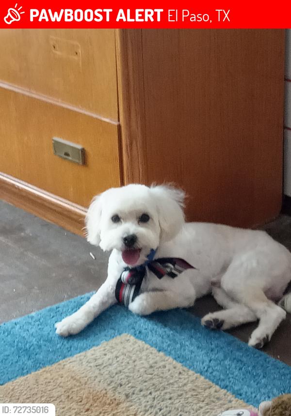 Lost Male Dog last seen Kingswreath and geranium , El Paso, TX 79907