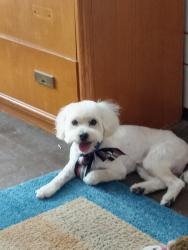 Lost Male Dog last seen Kingswreath and geranium , El Paso, TX 79907