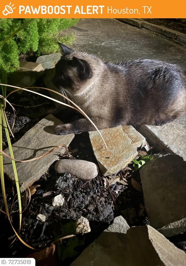 Found/Stray Unknown Cat last seen leeland/delano , Houston, TX 77003