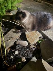 Found/Stray Unknown Cat last seen leeland/delano , Houston, TX 77003