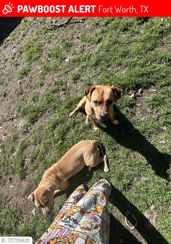 Lost Male Dog last seen Near mansel lane, Fort Worth, TX 76134