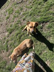 Lost Male Dog last seen Near mansel lane, Fort Worth, TX 76134