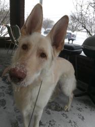 Lost Female Dog last seen Z Trip/Eastern Parkway/White Castle/Old Yellowcab/UofL, Louisville, KY 40217