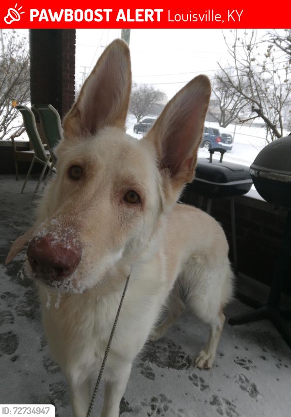 Lost Female Dog last seen Z Trip/Eastern Parkway/White Castle/Old Yellowcab/UofL, Louisville, KY 40217