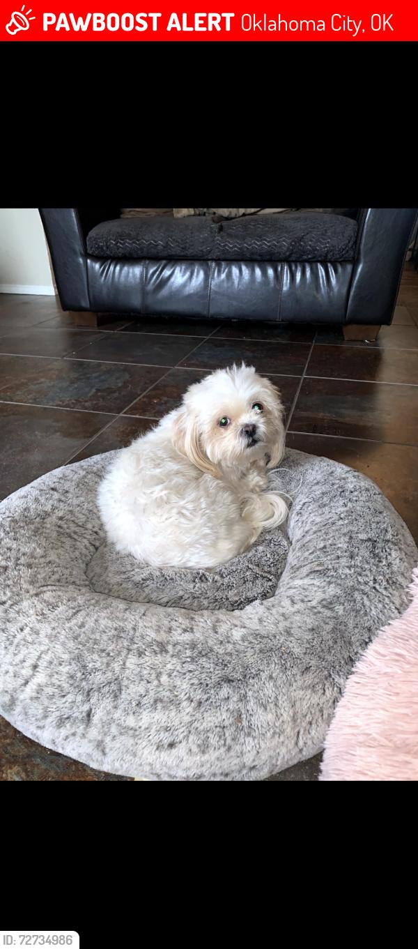 Lost Female Dog last seen Goff Ave & S Indepence , Oklahoma City, OK 73108