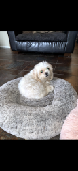 Lost Female Dog last seen Goff Ave & S Indepence , Oklahoma City, OK 73108