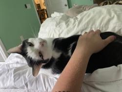 Lost Male Cat last seen Summer rose and winterbliss, Mount Dora, FL 32757