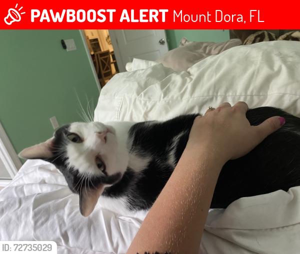 Lost Male Cat last seen Summer rose and winterbliss, Mount Dora, FL 32757