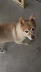 Lost Male Dog last seen Kenny guinn middle school, Las Vegas, NV 89103