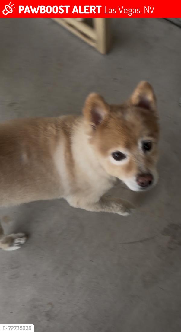 Lost Male Dog last seen Kenny guinn middle school, Las Vegas, NV 89103