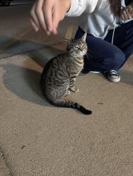 Found/Stray Unknown Cat last seen Spring Creek SNF Nursing  parking lot , Joliet, IL 60432