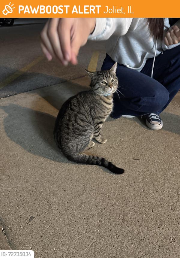 Found/Stray Unknown Cat last seen Spring Creek SNF Nursing  parking lot , Joliet, IL 60432