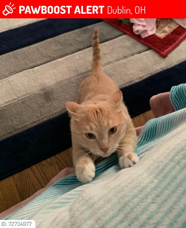 Lost Male Cat last seen Caldy, Dublin, OH 43017