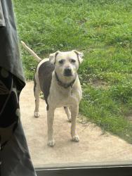 Lost Male Dog last seen Roscrans, Compton, CA 90220