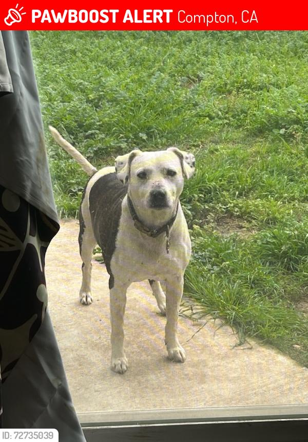 Lost Male Dog last seen Roscrans, Compton, CA 90220