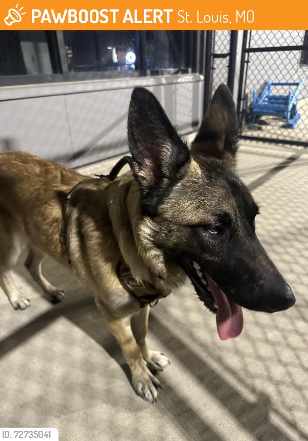 Found/Stray Male Dog last seen K9 Garden , St. Louis, MO 63110