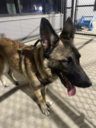 Found/Stray Male Dog last seen K9 Garden , St. Louis, MO 63110