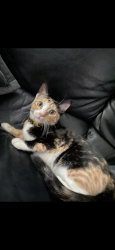 Lost Female Cat last seen Pheasant dr and eagle st , Buena Park, CA 90620