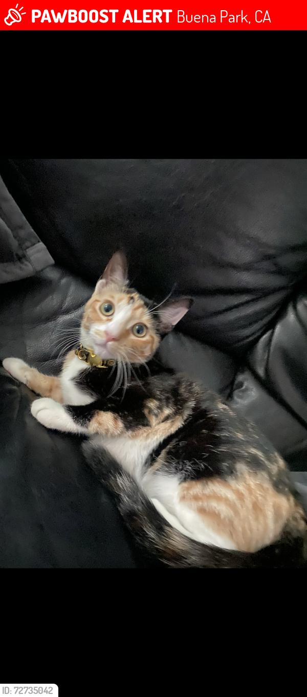 Lost Female Cat last seen Pheasant dr and eagle st , Buena Park, CA 90620
