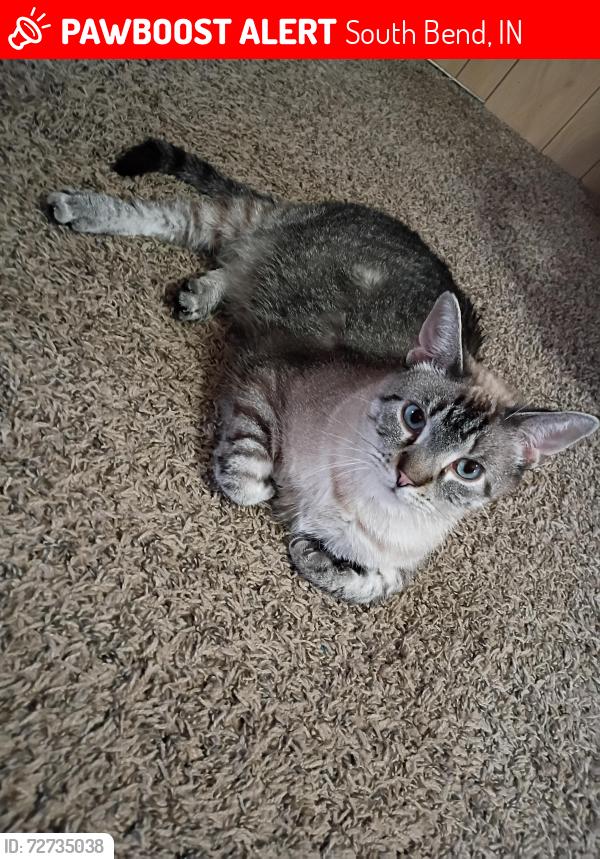 Lost Male Cat last seen Near n eddy st. By trader Joe's allyway, South Bend, IN 46617