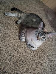 Lost Male Cat last seen Near n eddy st. By trader Joe's allyway, South Bend, IN 46617