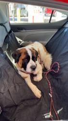 Lost Female Dog last seen Phelan Rd, Phelan, CA 92371