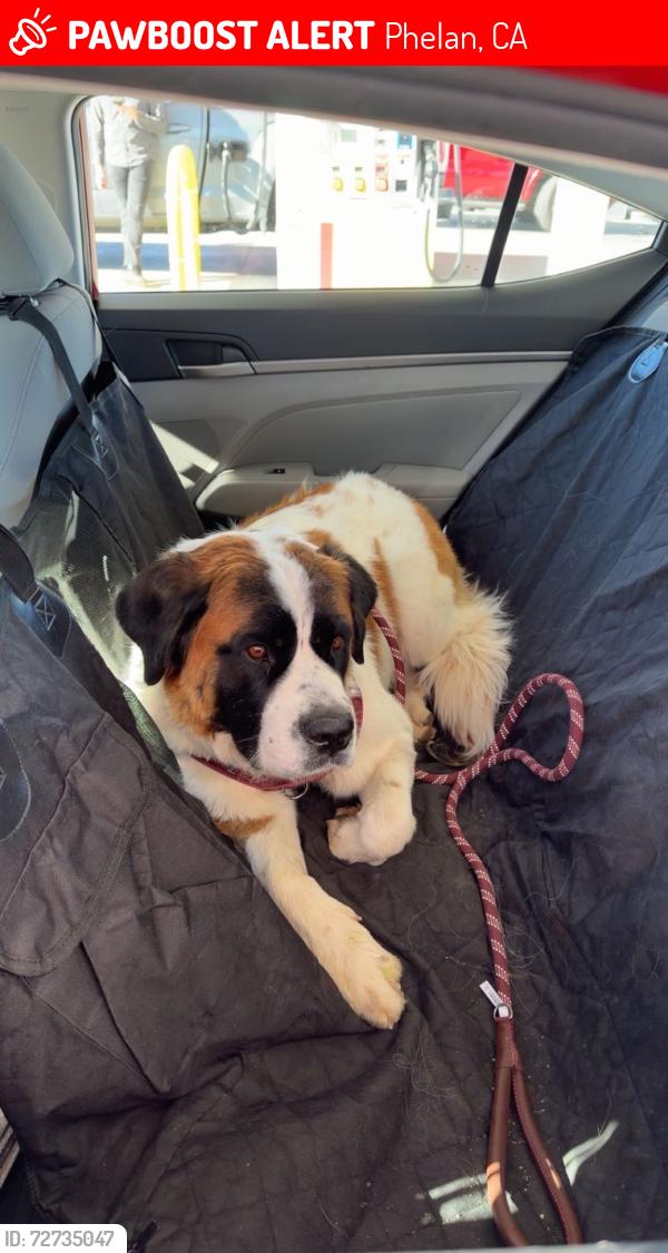 Lost Female Dog last seen Phelan Rd, Phelan, CA 92371