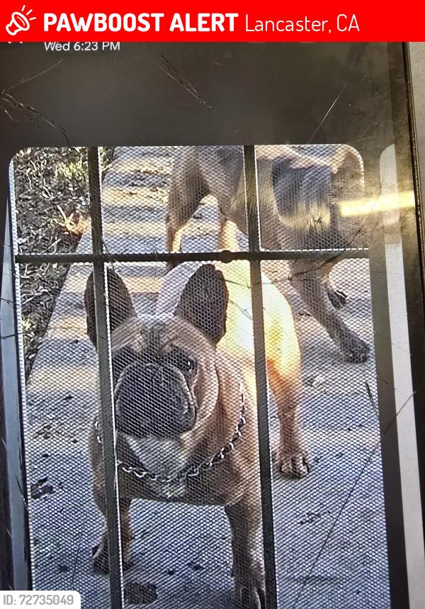 Lost Male Dog last seen Near Avenue J, Lancaster, CA 93534