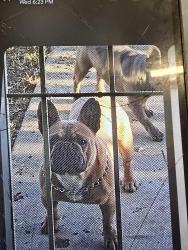 Lost Male Dog last seen Near Avenue J, Lancaster, CA 93534