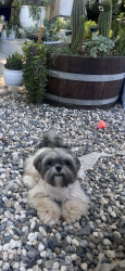 Lost Female Dog last seen Toulumne blv and roseland ave , Modesto, CA 95351