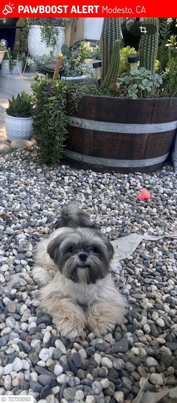 Lost Female Dog last seen Toulumne blv and roseland ave , Modesto, CA 95351