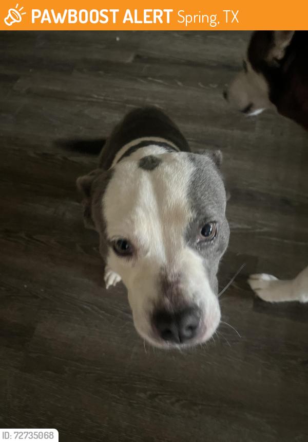 Found/Stray Male Dog last seen Near Maplegate Dr , Spring, TX 77373