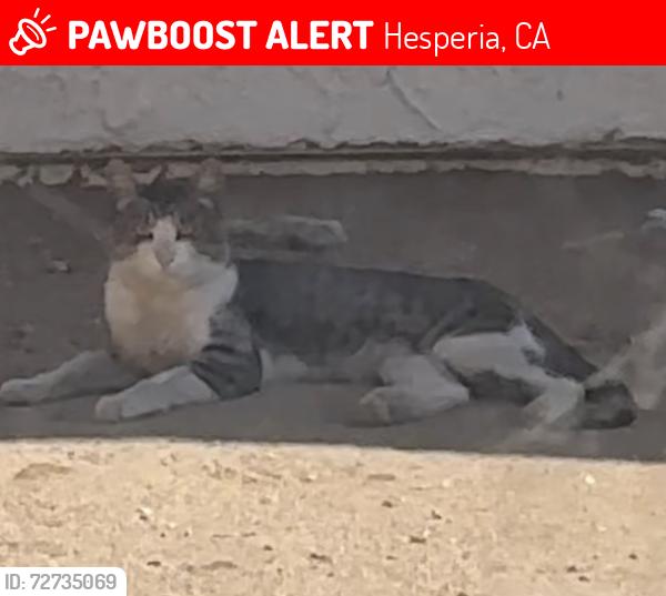 Lost Male Cat last seen Third st , Hesperia, CA 92345