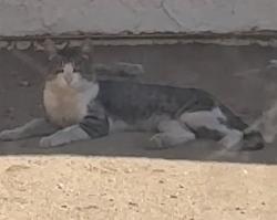 Lost Male Cat last seen Third st , Hesperia, CA 92345