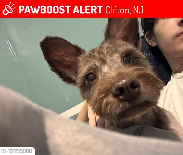 Lost Male Dog last seen Cutler st, Clifton, NJ 07011