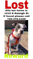 Lost Female Dog last seen Near S Raleigh St , Denver, CO 80219